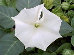 2003/06
